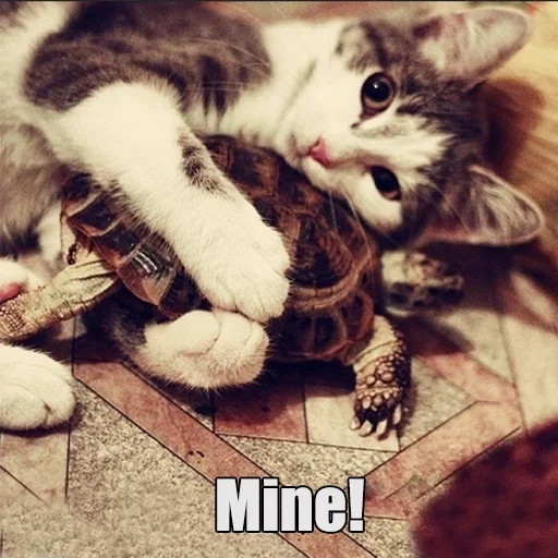 Эмодзи WTF Cats