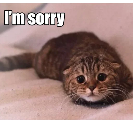 Эмодзи WTF Cats