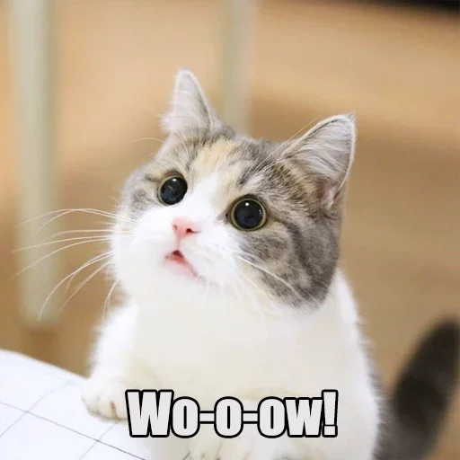 Эмодзи WTF Cats