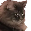 Эмодзи CatMaine Chan