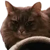 Эмодзи CatMaine Chan