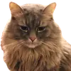 Эмодзи CatMaine Chan