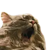 Эмодзи CatMaine Chan