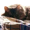 Эмодзи CatMaine Chan