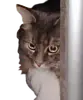 Эмодзи CatMaine Chan