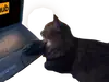 Эмодзи CatMaine Chan