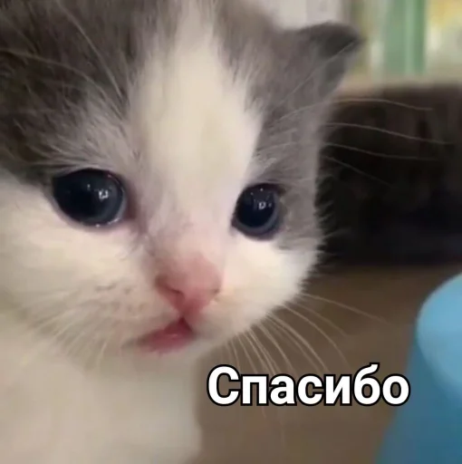 Эмодзи Зачем этот пак существует