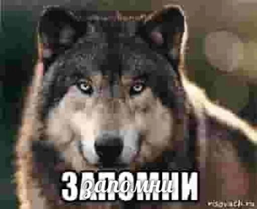 Эмодзи Волчьи цитаты