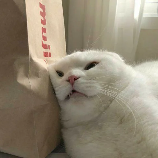 Эмодзи Cats