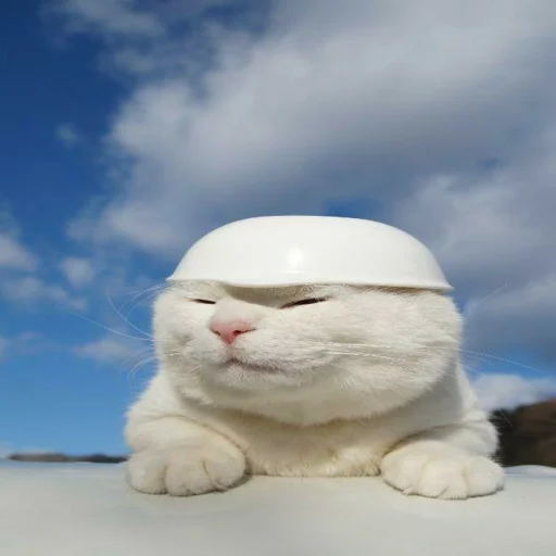 Эмодзи Cats