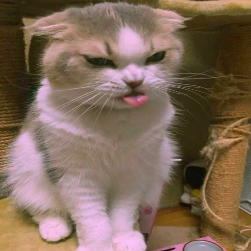 Эмодзи Cats