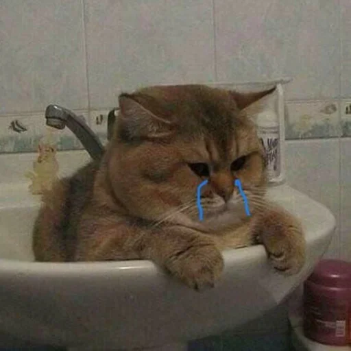 Эмодзи Cats