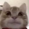 Эмодзи Унитазные коты