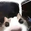 Эмодзи Унитазные коты