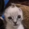 Эмодзи Унитазные коты