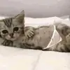 Эмодзи Унитазные коты