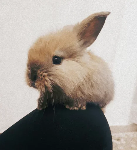 Эмодзи Young Bunny