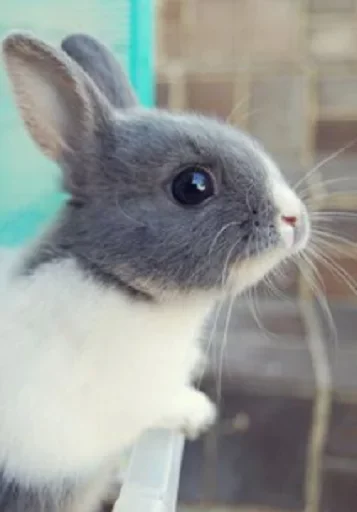 Эмодзи Young Bunny