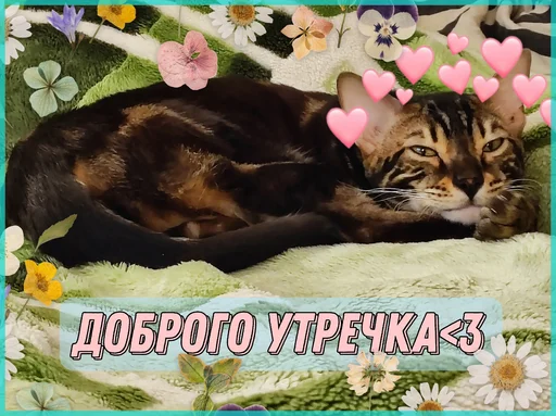 Эмодзи ⚡ZEUS V 2.0⚡