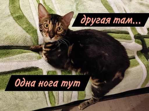 Эмодзи ⚡ZEUS V 2.0⚡