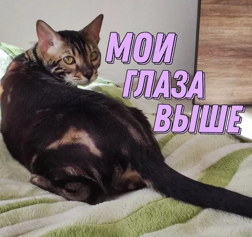 Эмодзи ⚡ZEUS V 2.0⚡