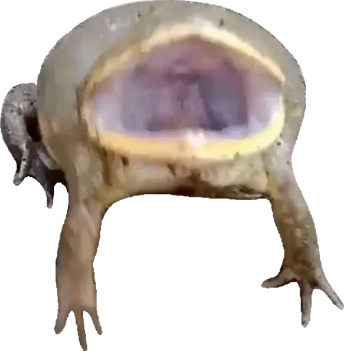 Эмодзи Жабычи и ляги