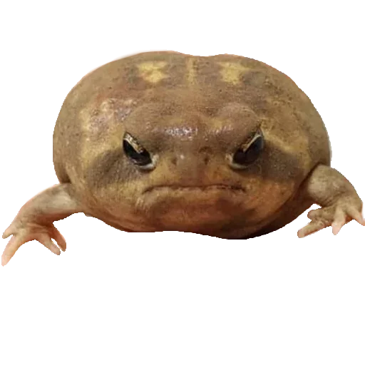 Эмодзи Жабычи и ляги