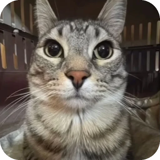 😼