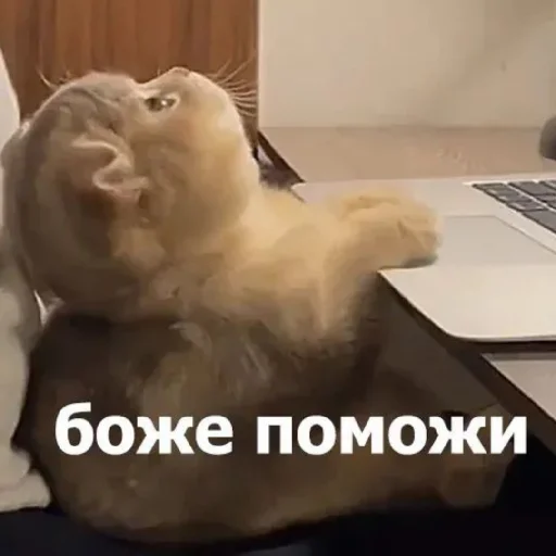 Эмодзи Жизяка🥲