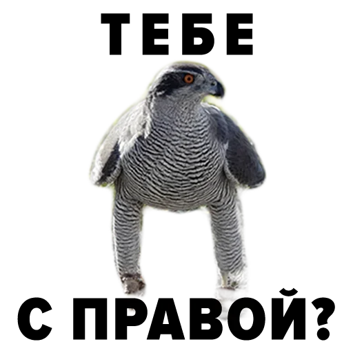 Эмодзи Zoology