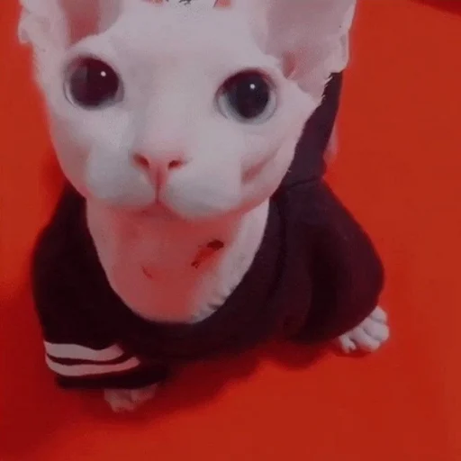 Эмодзи ебаный зоопарк