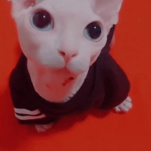 Эмодзи ебаный зоопарк