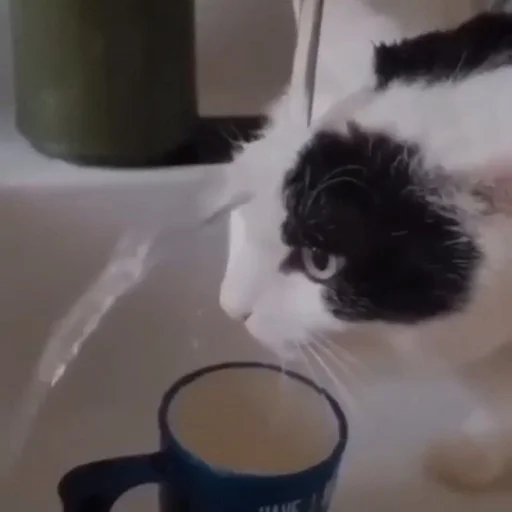 Эмодзи ебаный зоопарк