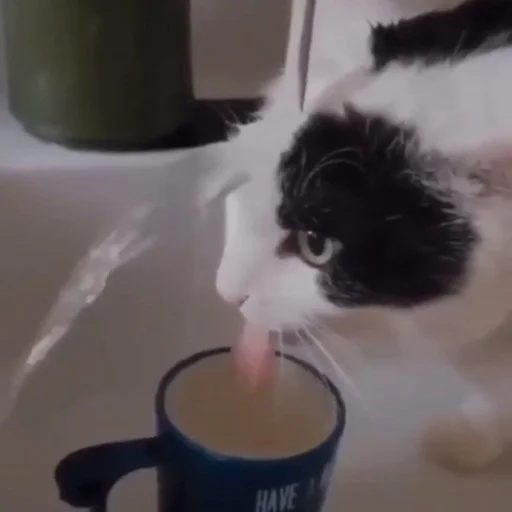 Эмодзи ебаный зоопарк