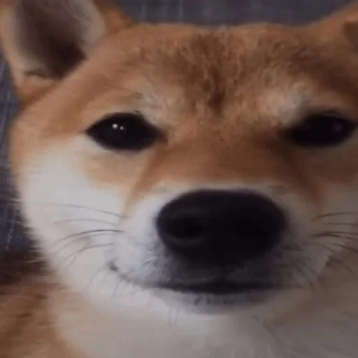 Эмодзи ебаный зоопарк