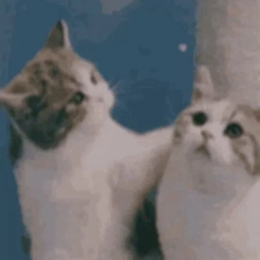 Эмодзи ебаный зоопарк