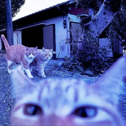 🫨