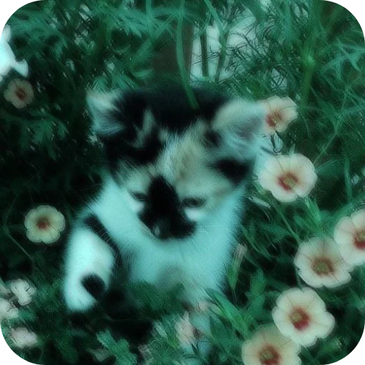 Эмодзи Котик