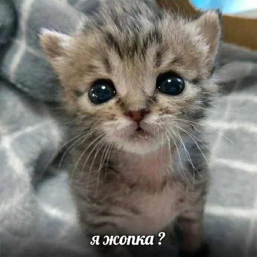 Эмодзи котики