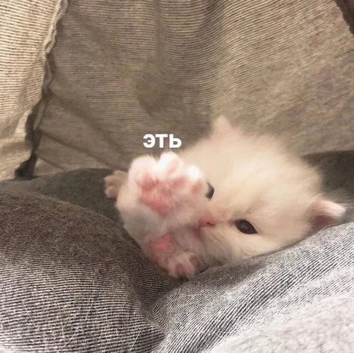 Эмодзи котики