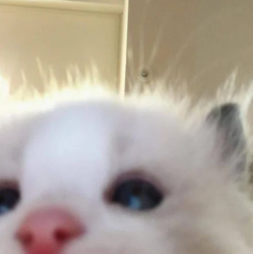 Эмодзи котики