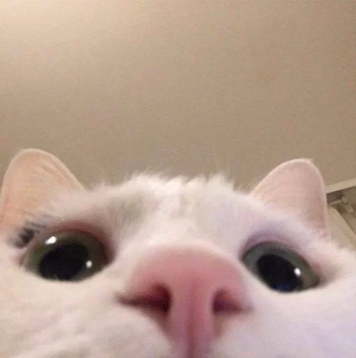 Эмодзи котики