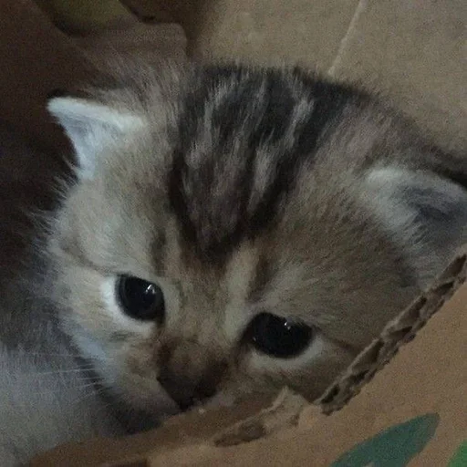Эмодзи котики