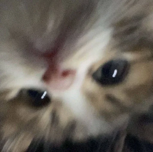 Эмодзи котики