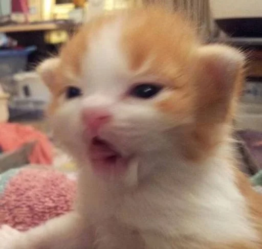 Эмодзи котики