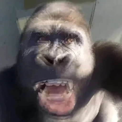 Эмодзи Монкиз