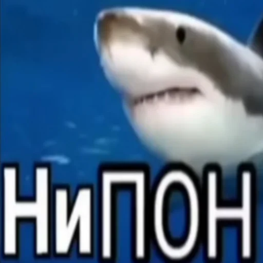 Эмодзи акулыч