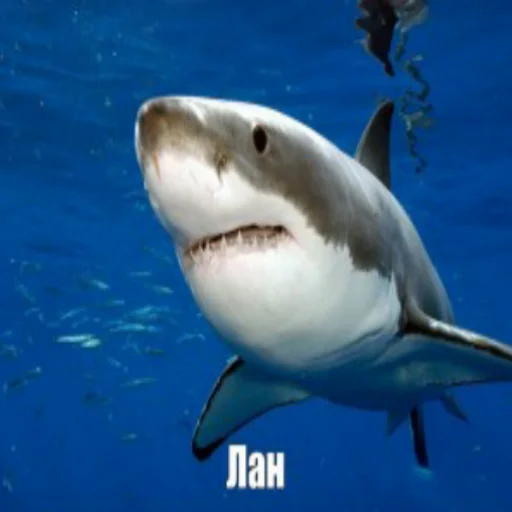 Эмодзи акулыч