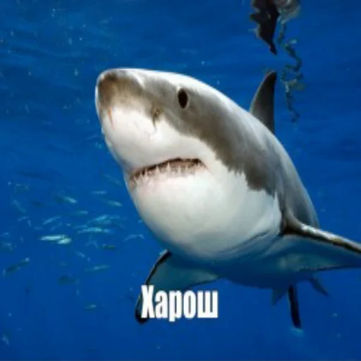 Эмодзи акулыч