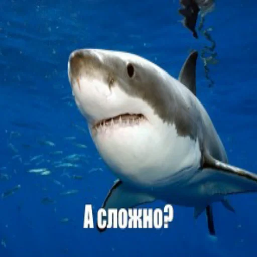 Эмодзи акулыч